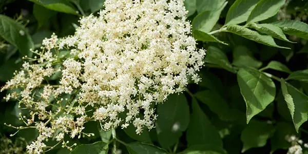 Elderflower - Wild Foods in Scotland
