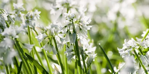 Wild Garlic - Top 5 Scottish Wild Foods