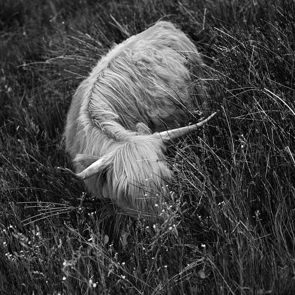 Black and white images bring out texture and contrast